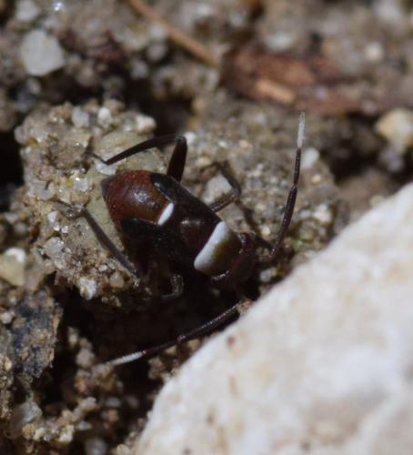 Pilophorus cinnamopterus